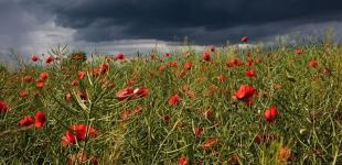 Июль в Украине побил сразу 4 температурных рекорда: и это не предел