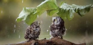 В Украину идут грозовые дожди с градом и шквалами: где заметно посвежеет