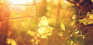 В Украине потеплеет до +20: синоптики назвали сроки