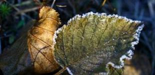 В Украину идут сильные заморозки: синоптики назвали дату и регионы, где ждать похолодания