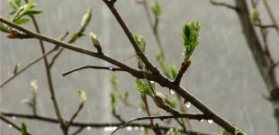 В Украине почти летняя погода: до 23° тепла и грозы