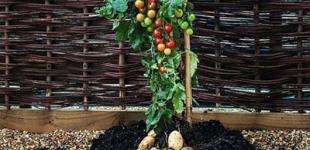 Вы удивитесь: в Австрии назван 