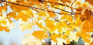 Синоптики сказали, как долго еще будет бабье лето