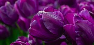 Дожди начнут отступать, но летнее тепло придет далеко не во все области