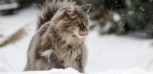 Потужний циклон з грозами та хуртовинами: синоптик розповів, коли в Україні погіршиться погода