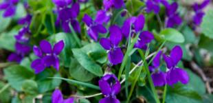 В Украине ожидается сухая и теплая погода, местами осадки