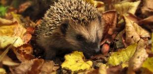 На выходных в Украине удержится сухая и теплая погода