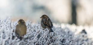 Сонячно та невеликий мороз: погода 8 січня