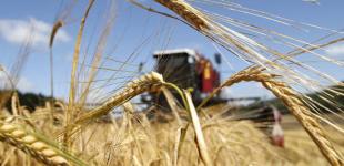В Україні цьогоріч буде найбільший врожай за всю історію від часів Київської Русі