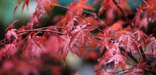 Дощі та спека на півдні: прогноз погоди в Україні на п'ятницю, 16 вересня