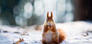 Рабочая неделя в Украине начнется с облачной и морозной погоды