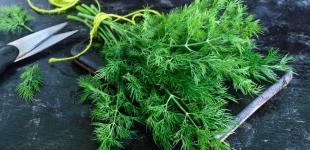 Чем полезен укроп