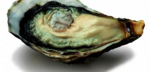 Что нужно знать о нидерландских деликатесах