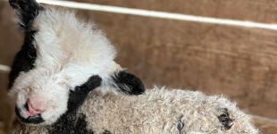 С четырьмя рогами: в Запорожской области родилось необычное животное