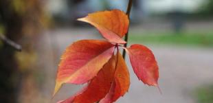 Останній місяць осені дебютує в Україні сухою погодою: прогноз на вівторок, 1 листопада