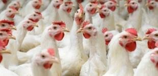 Экспорт украинской курятины в ЕС: Европа увеличивает квоты