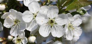 Украину 24 апреля ждет солнечный день