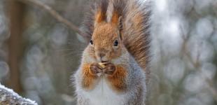 Чи будуть опади та морози 29 грудня: актуальний прогноз погоди