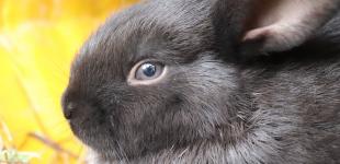 Новий рік 2023: яка тварина стане символом за східним календарем і чого від неї очікувати