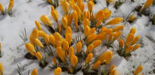 Долгожданная весна. Когда на смену морозам придет тепло в Украину — прогноз по регионам