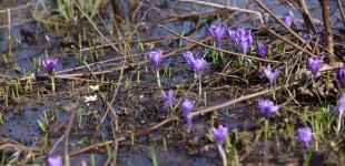 От метели в Карпатах до +10° в большинстве областей: прогноз погоды в Украине на вторник, 16 марта