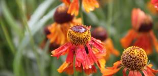 Синоптики обещают украинцам жаркую неделю