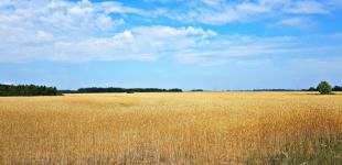 З початку повномасштабної війни в Україні уклали тисячі угод про продаж землі, - Мінагрополітики