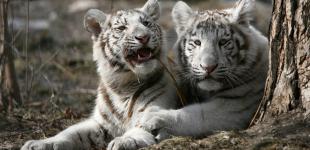 Какие знаки зодиака добьются успеха в 2022 году