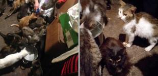 Во Львове в квартире умершей пенсионерки обнаружили десятки голодных котов