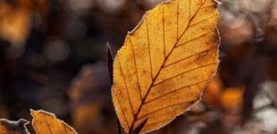 В Украину идут ночные морозы до -9°