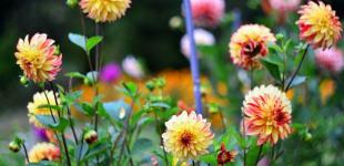 Прогноз погоди на серпень-2022: яким буде останній місяць літа