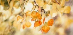 Заморозки и штормовой ветер: синоптик дала прогноз на 18 сентября