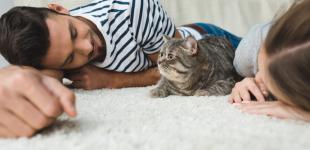 Психологи выяснили, как подружиться с котом