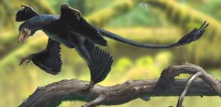 У динозавров была перхоть 