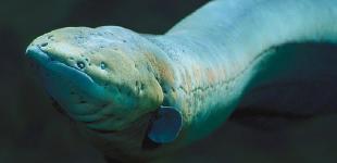 В водах Амазонки обнаружили «живой электрошокер»  