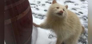 Один на 750 тысяч: В Канаде заметили редкого енота 