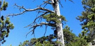 Найдено старейшее дерево Европы 