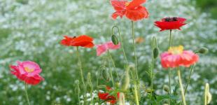 Є натяк на спекотне літо: яких погодних аномалій варто чекати у 2023 році