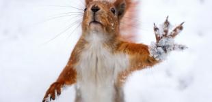 Може намести до пів метра снігу: синоптики здивували прогнозом погоди на наступний тиждень