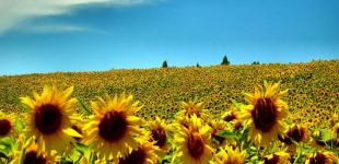 Синоптики розповіли, яким буде літо в Україні