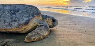 В Іспанії вчені знайшли скамʼянілості морської черепахи завбільшки з легковик