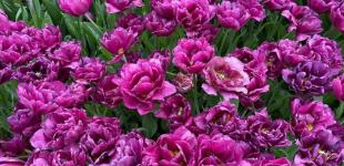 Гороскоп на 14 травня для всіх знаків зодіаку: день, коли можна руйнувати старе заради чогось нового