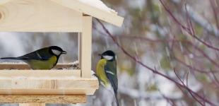 Попереду ще одні теплі зимові вихідні