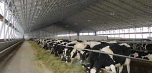 Для молочных хозяйств 2017-й год был самым прибыльным за последние 5 лет