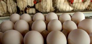 Если в ЕС будут есть украинские яйца, то не придется ли нам с вами платить за них дороже? 
