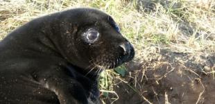 В Британии замечен тюлень редкого черного окраса