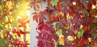 Гороскоп на 27 жовтня для всіх знаків зодіаку: день, коли ми зможемо передбачати майбутнє