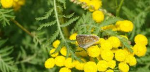 Ця рослина відлякує колорадського жука: що посадити поруч з картоплею