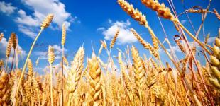 Аграрные ассоциации готовят новый порядок начисления дотаций для ГФС