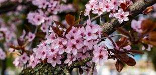 Синоптик розповіла, коли в Україні потеплішає